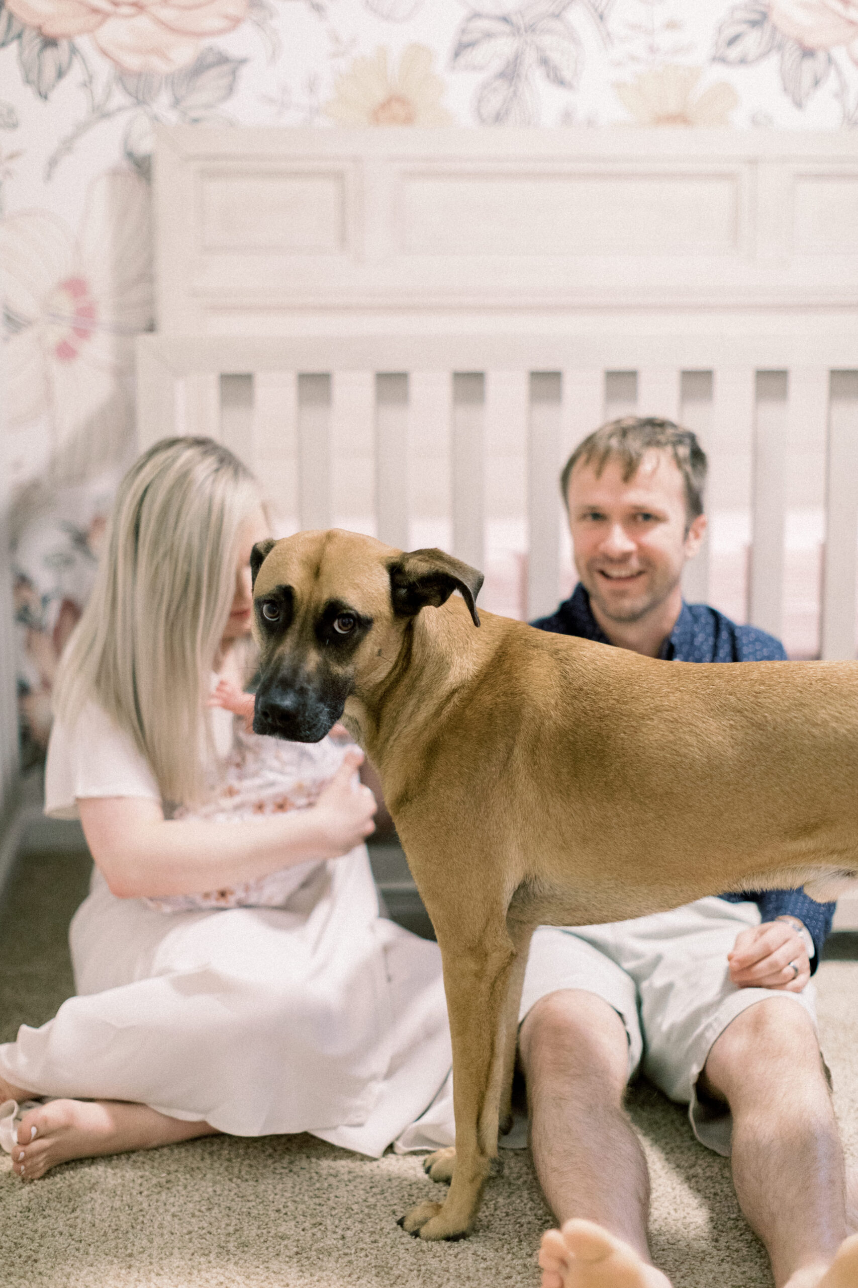 Maryland photographer captures dog standing in front of family during Columbia newborn portraits